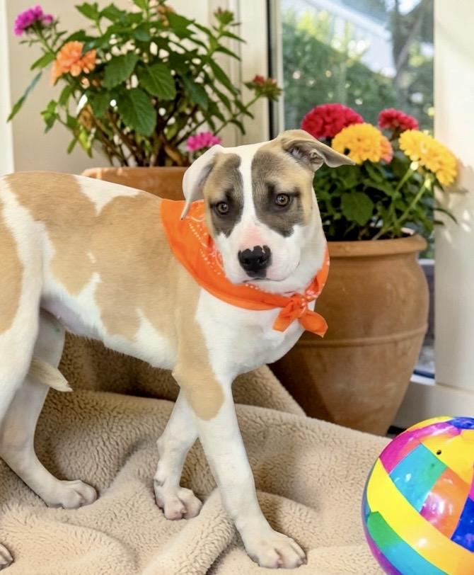 Charlee, a ADOPTABLE mixed breed in Perry, IA image 5/6