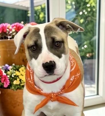 Charlee, a ADOPTABLE mixed breed in Perry, IA image 2/6