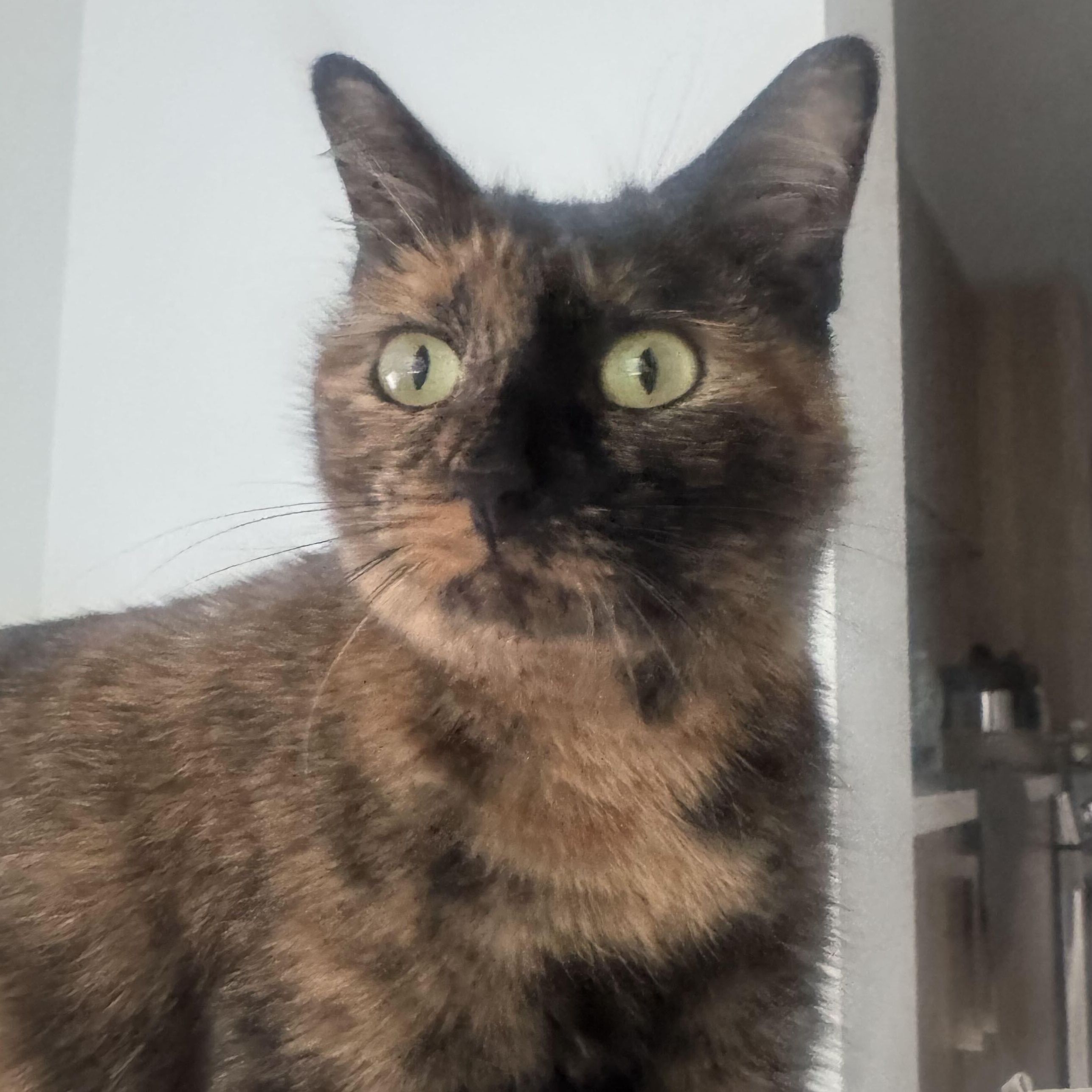 Enlarge Money, a Adoptable Domestic Short Hair in Waltham, MA image 5/5