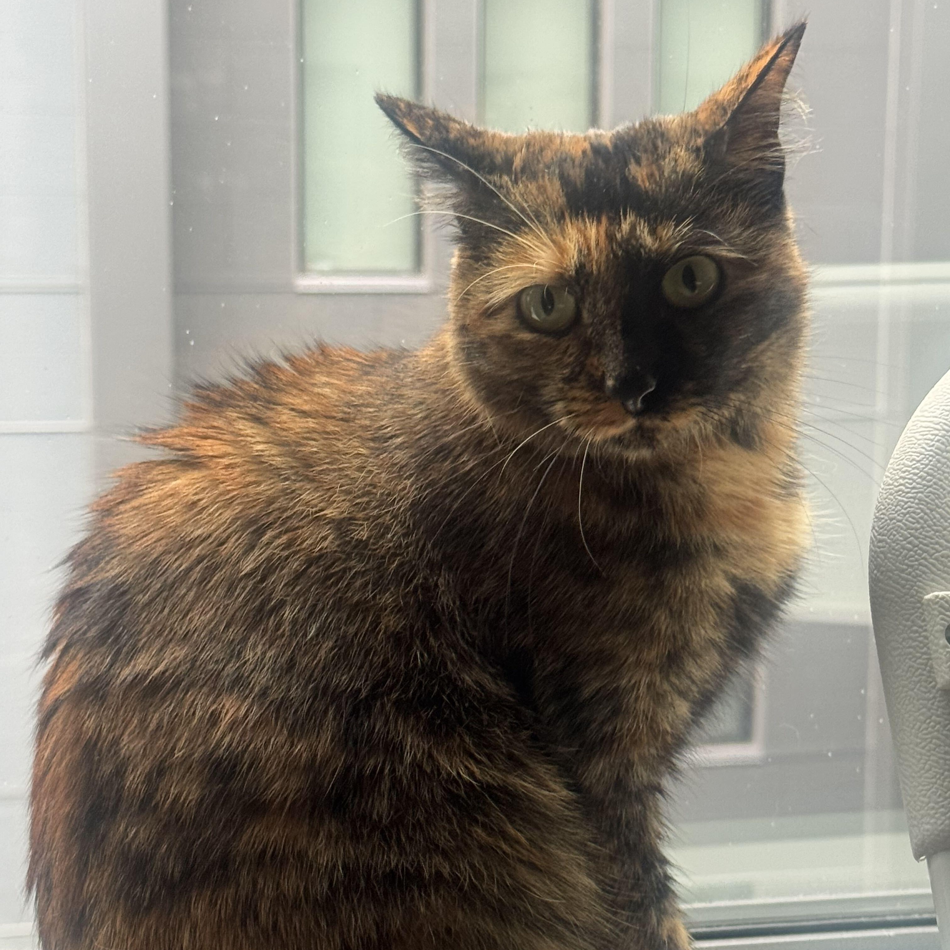 Enlarge Money, a Adoptable Domestic Short Hair in Waltham, MA image 1/5