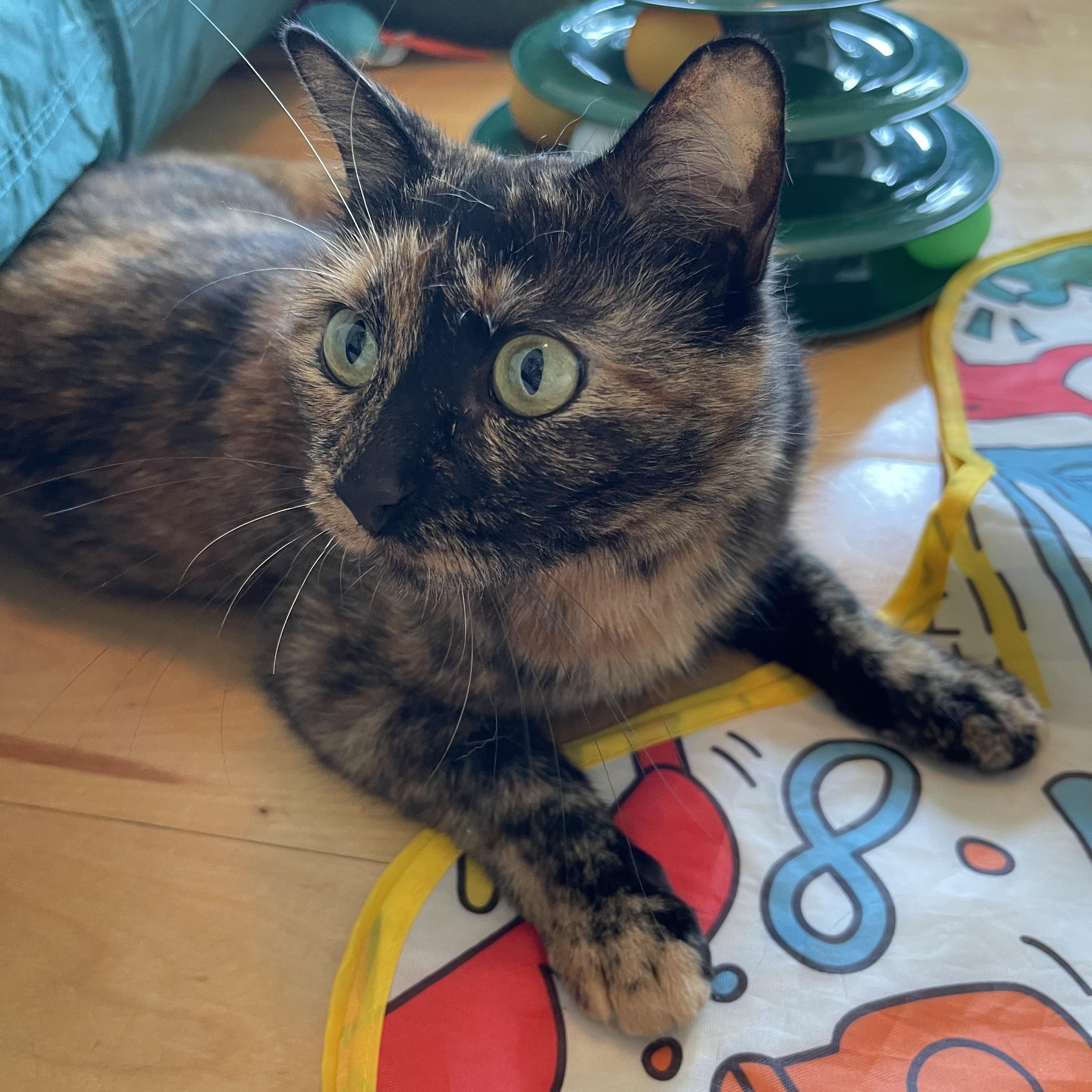 Enlarge Money, a Adoptable Domestic Short Hair in Waltham, MA image 2/5