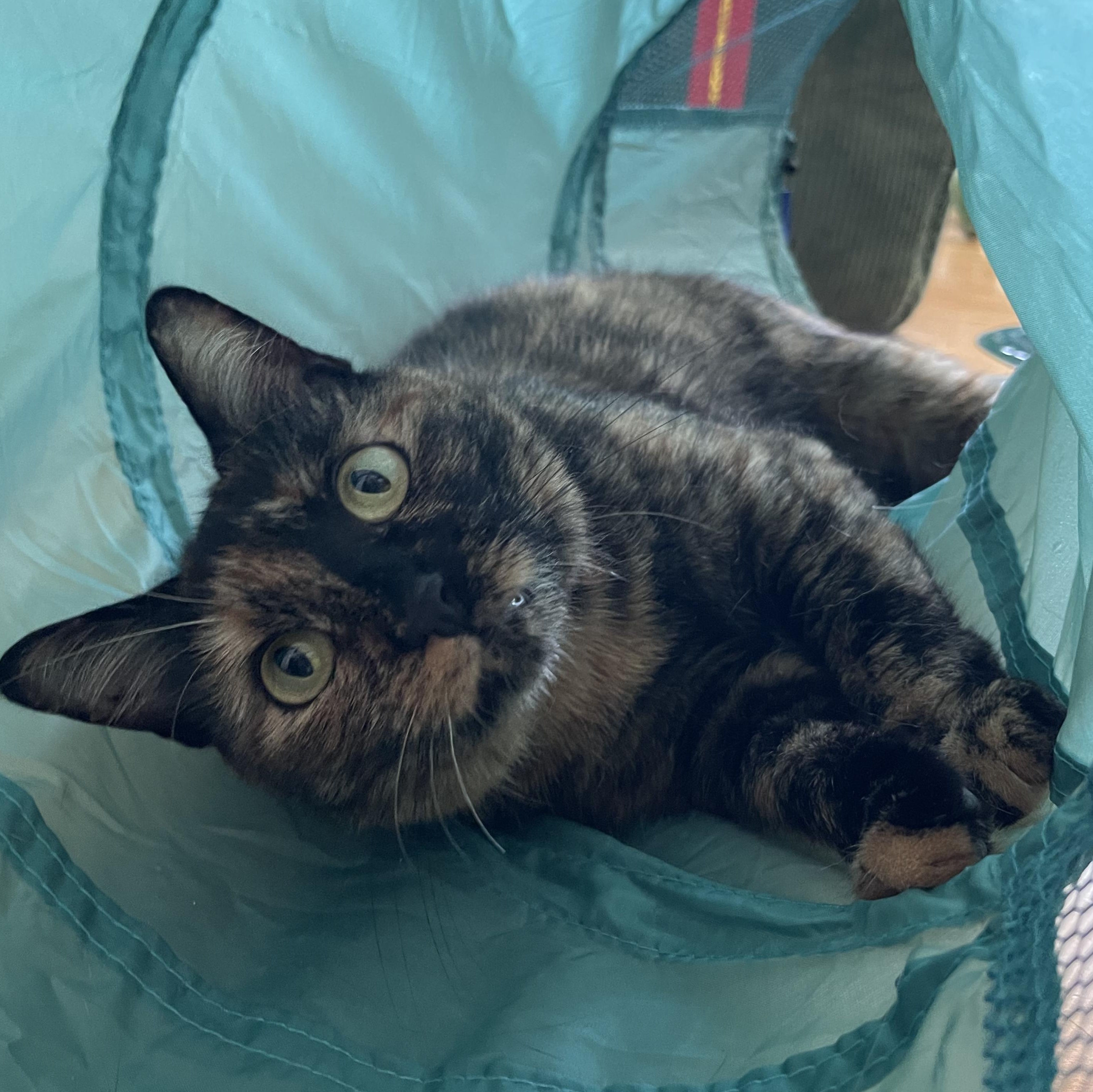 Enlarge Money, a Adoptable Domestic Short Hair in Waltham, MA image 3/5