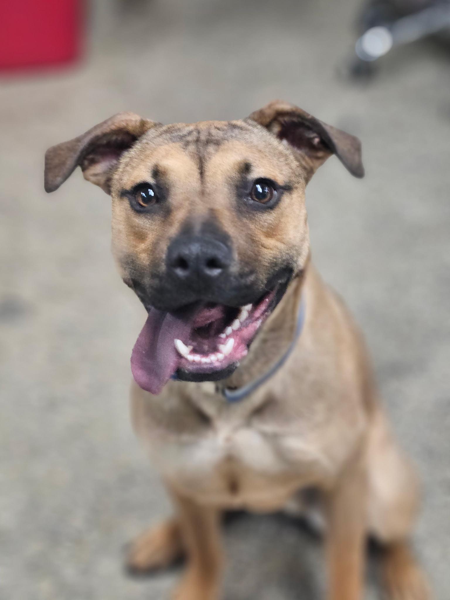 Carmelo, Adoptable, Young Male Shepherd.