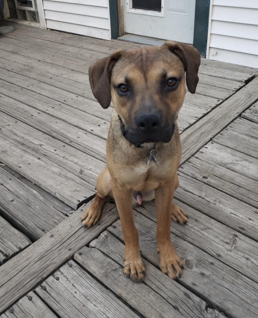 Enlarge Carmelo, a Adoptable mixed breed in Plainfield, IL image 2/5