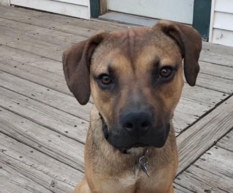 Enlarge Carmelo, a Adoptable mixed breed in Plainfield, IL image 3/5