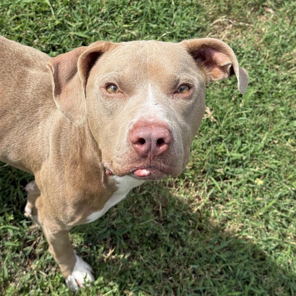 Enlarge Chewy, a Adoptable Pit Bull Terrier in Brenham, TX image 4/6
