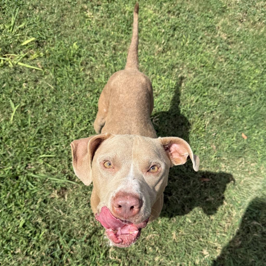 Enlarge Chewy, a Adoptable Pit Bull Terrier in Brenham, TX image 3/6