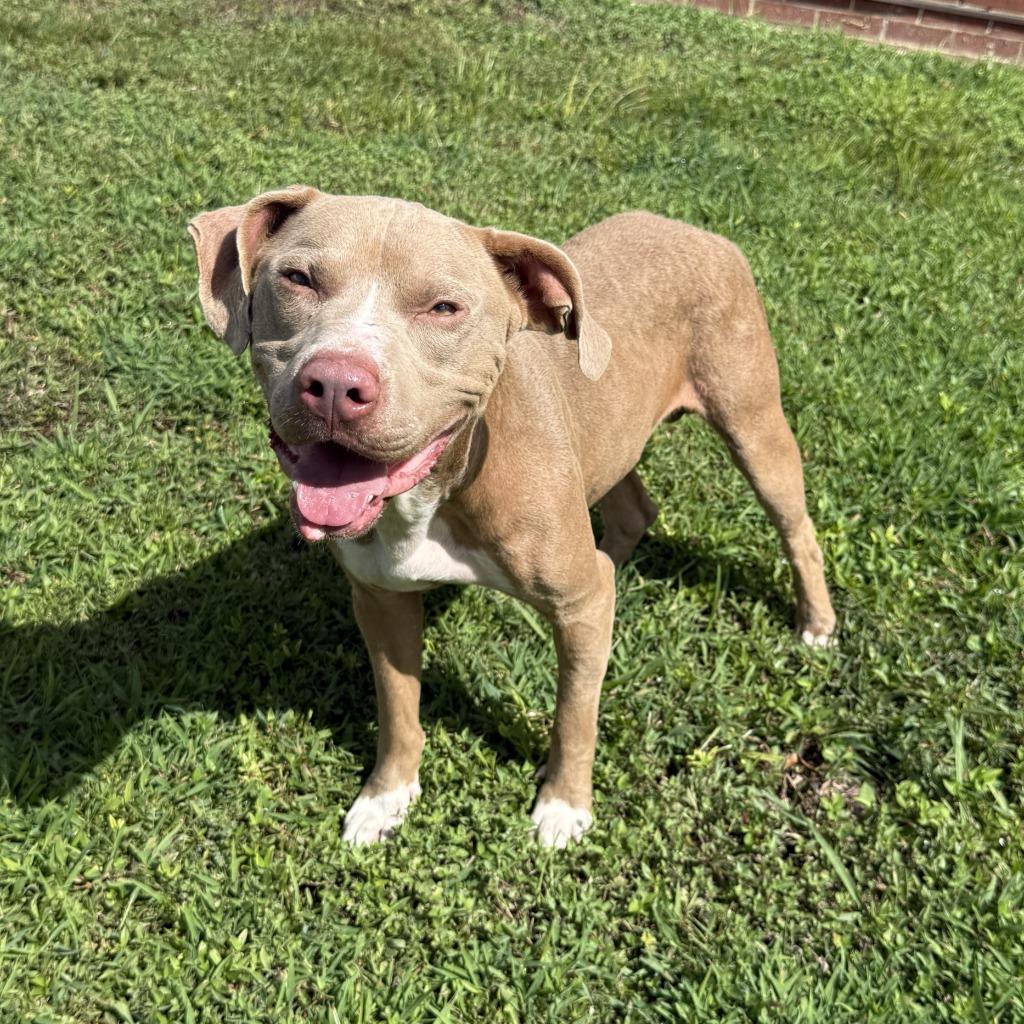 Enlarge Chewy, a Adoptable Pit Bull Terrier in Brenham, TX image 6/6