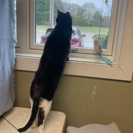 Enlarge Waverly Grace, a ADOPTABLE Domestic Short Hair in Attleboro, MA image 3/5