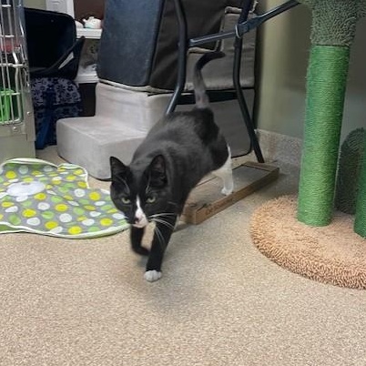 Enlarge Waverly Grace, a ADOPTABLE Domestic Short Hair in Attleboro, MA image 5/5