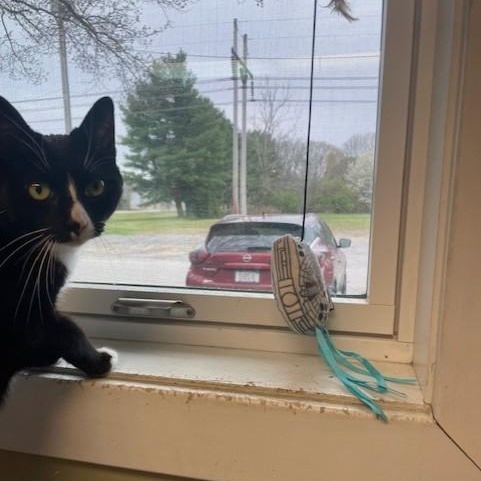 Enlarge Waverly Grace, a ADOPTABLE Domestic Short Hair in Attleboro, MA image 4/5