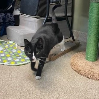 Enlarge Waverly Grace, a ADOPTABLE Domestic Short Hair in Attleboro, MA image 2/5