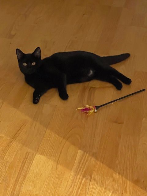 Enlarge The most beautiful Rose, a Adoptable American Shorthair in Brooklyn, NY image 1/5