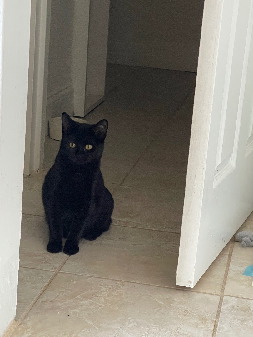 Enlarge The most beautiful Rose, a Adoptable American Shorthair in Brooklyn, NY image 2/5