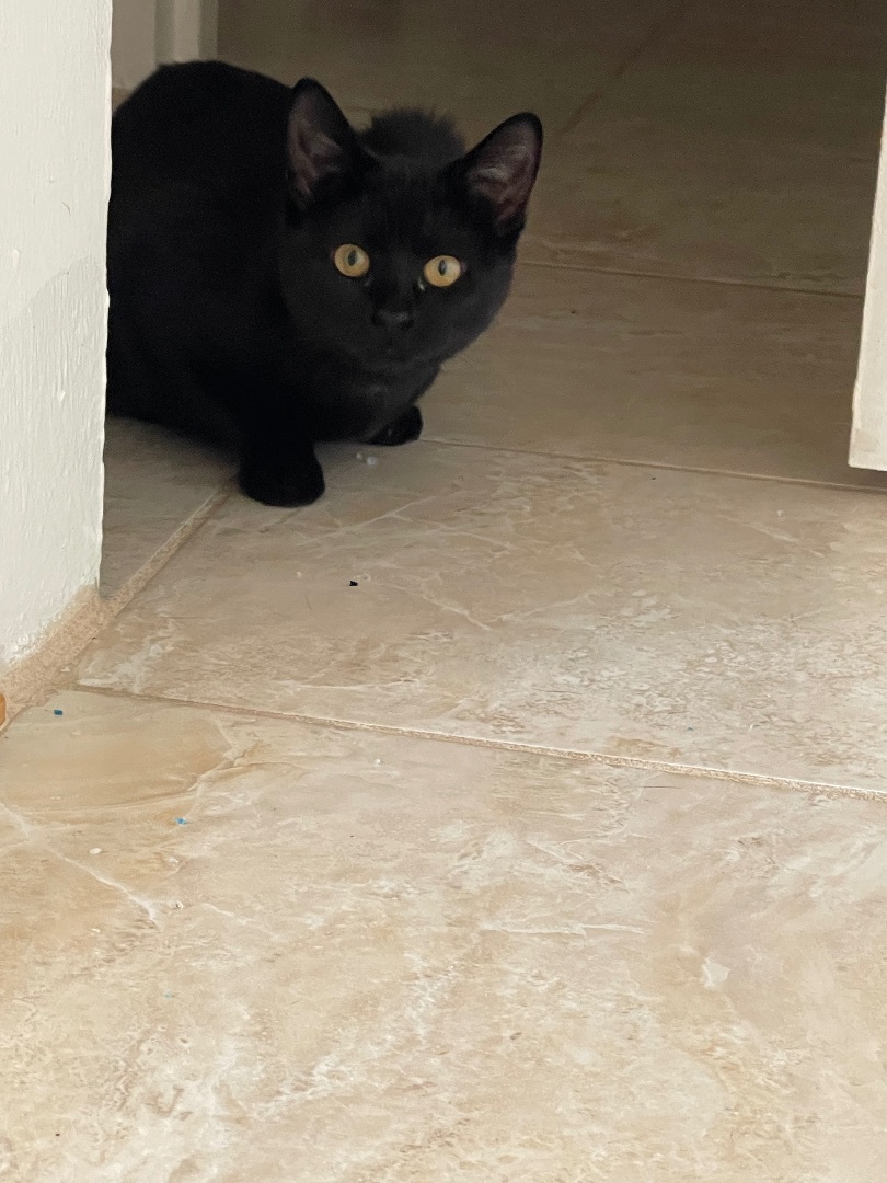 Enlarge The most beautiful Rose, a Adoptable American Shorthair in Brooklyn, NY image 3/5