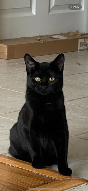 Enlarge The most beautiful Rose, a Adoptable American Shorthair in Brooklyn, NY image 4/5