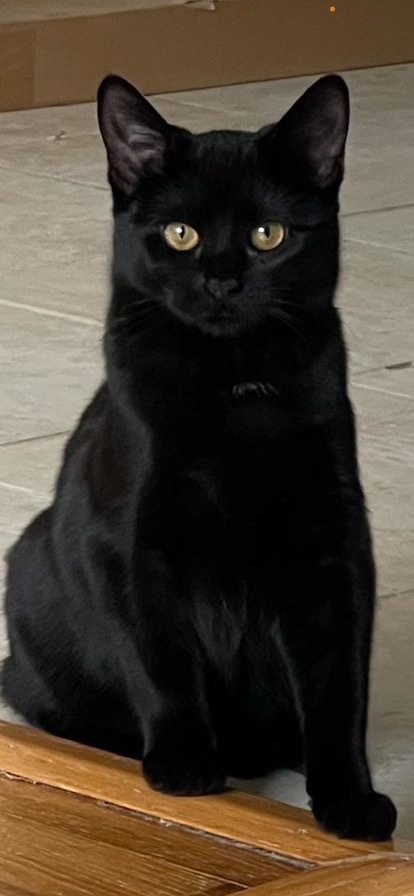 Enlarge The most beautiful Rose, a Adoptable American Shorthair in Brooklyn, NY image 5/5