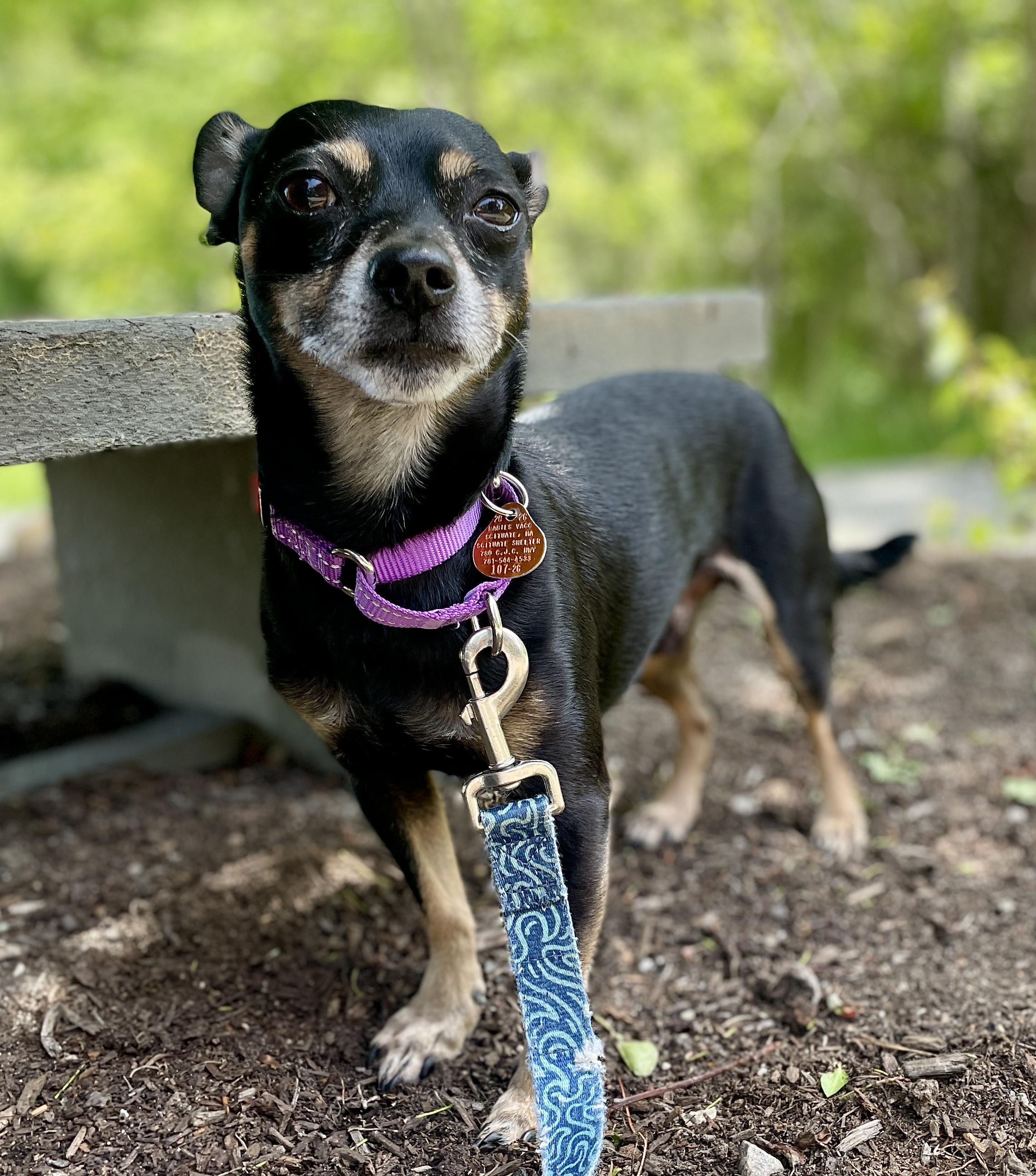 Chucho, a Adoptable mixed breed in Scituate, MA image 4/5