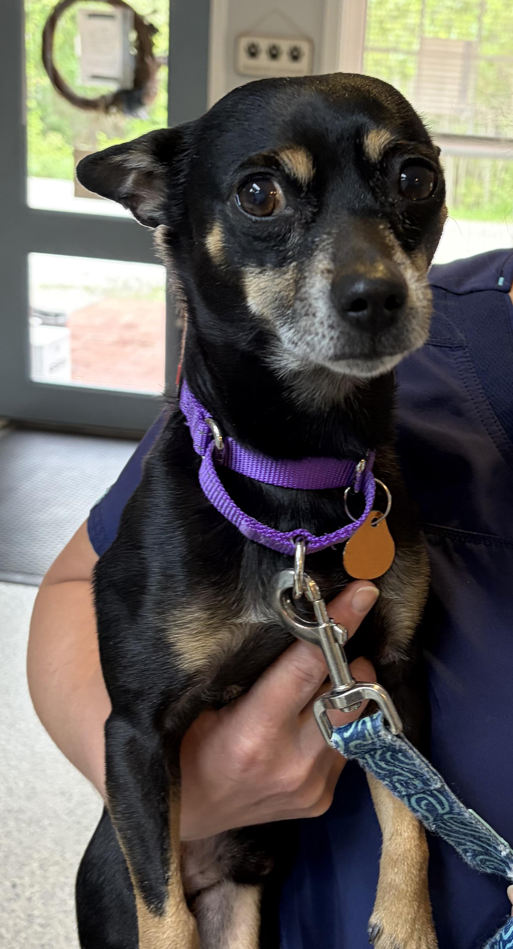 Chucho, Adoptable, Young Male Chihuahua & Miniature Pinscher.