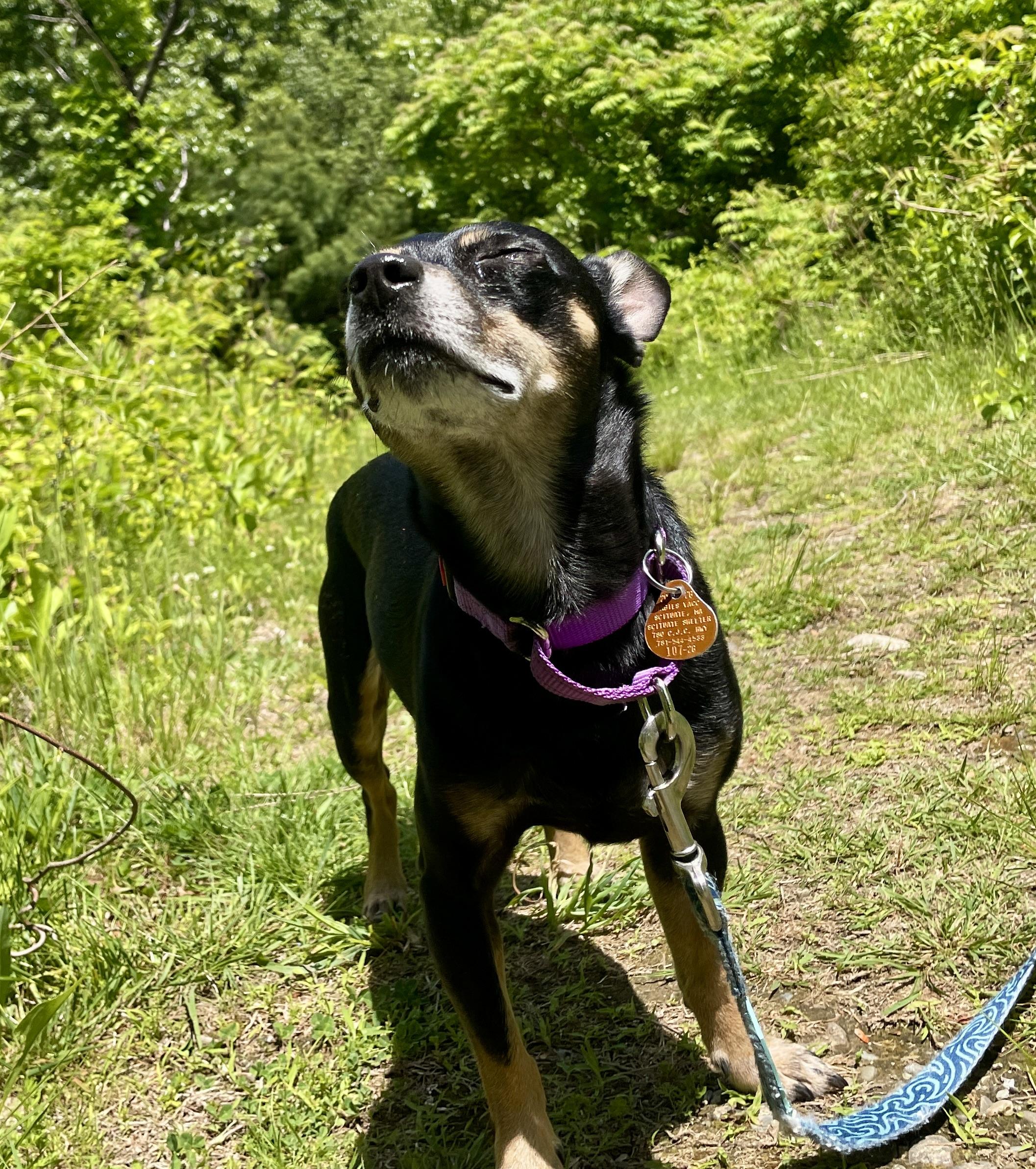 Chucho, a Adoptable mixed breed in Scituate, MA image 3/5