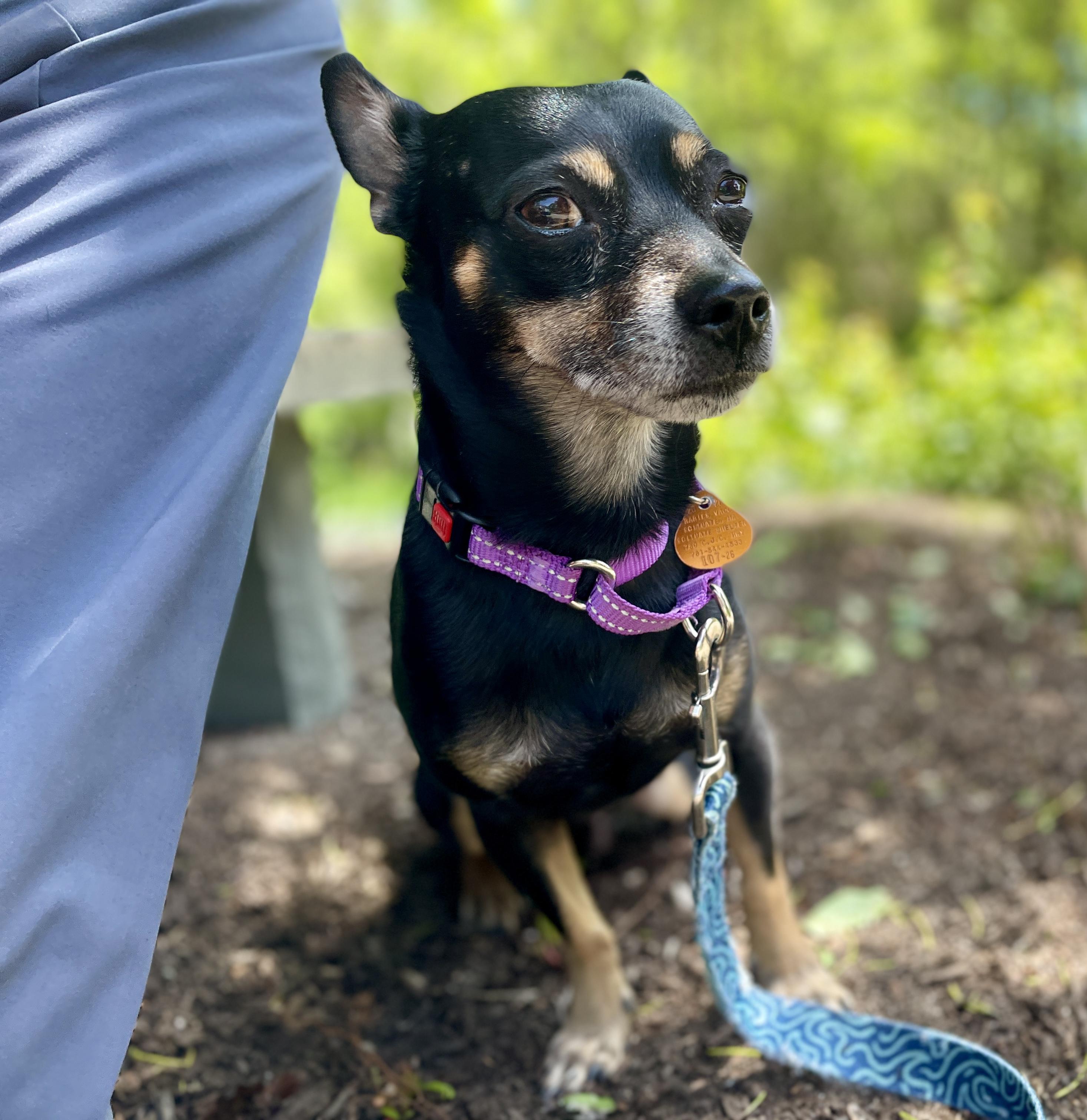 Chucho, Adoptable, Young Male Chihuahua & Miniature Pinscher.