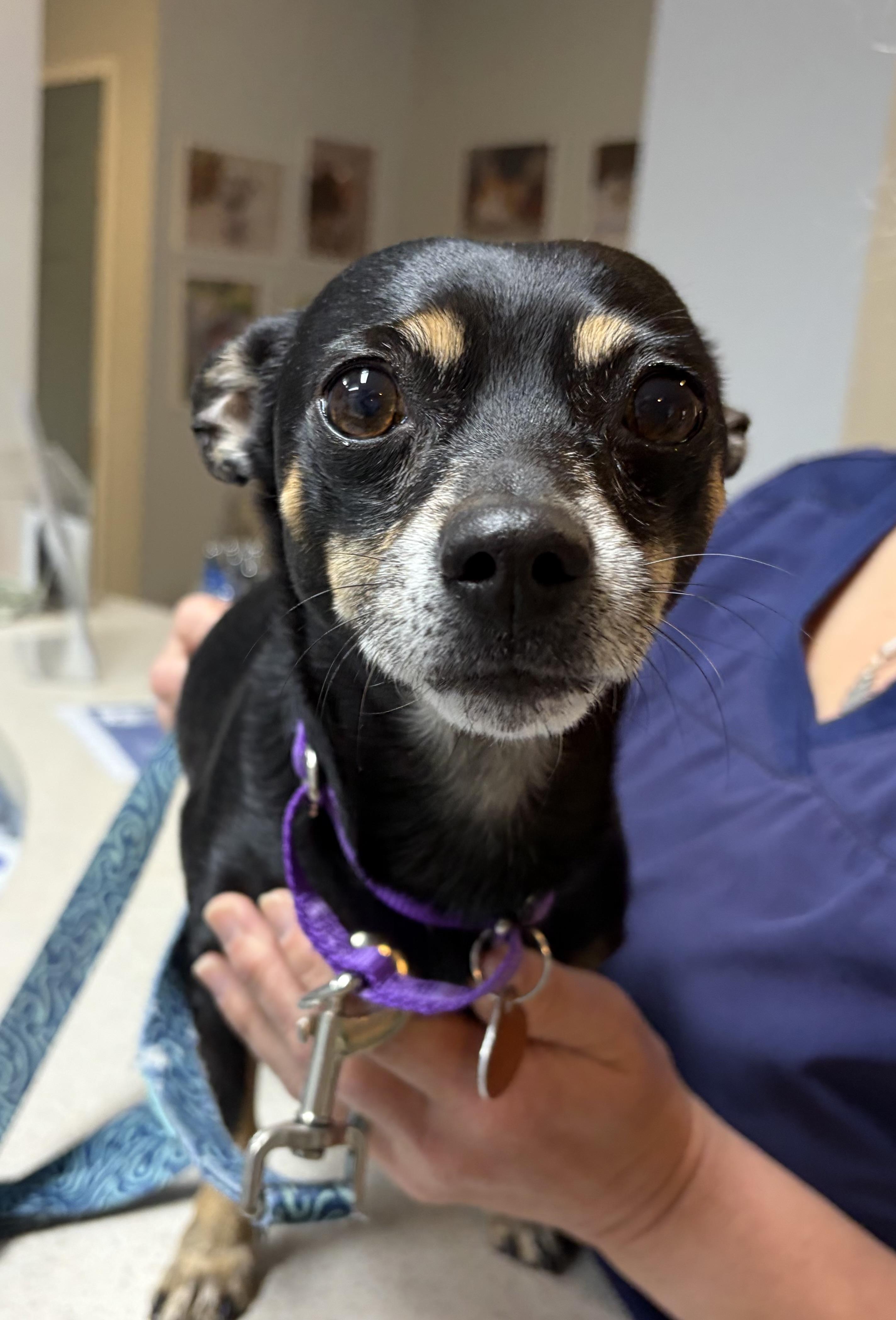 Chucho, a Adoptable mixed breed in Scituate, MA image 2/2