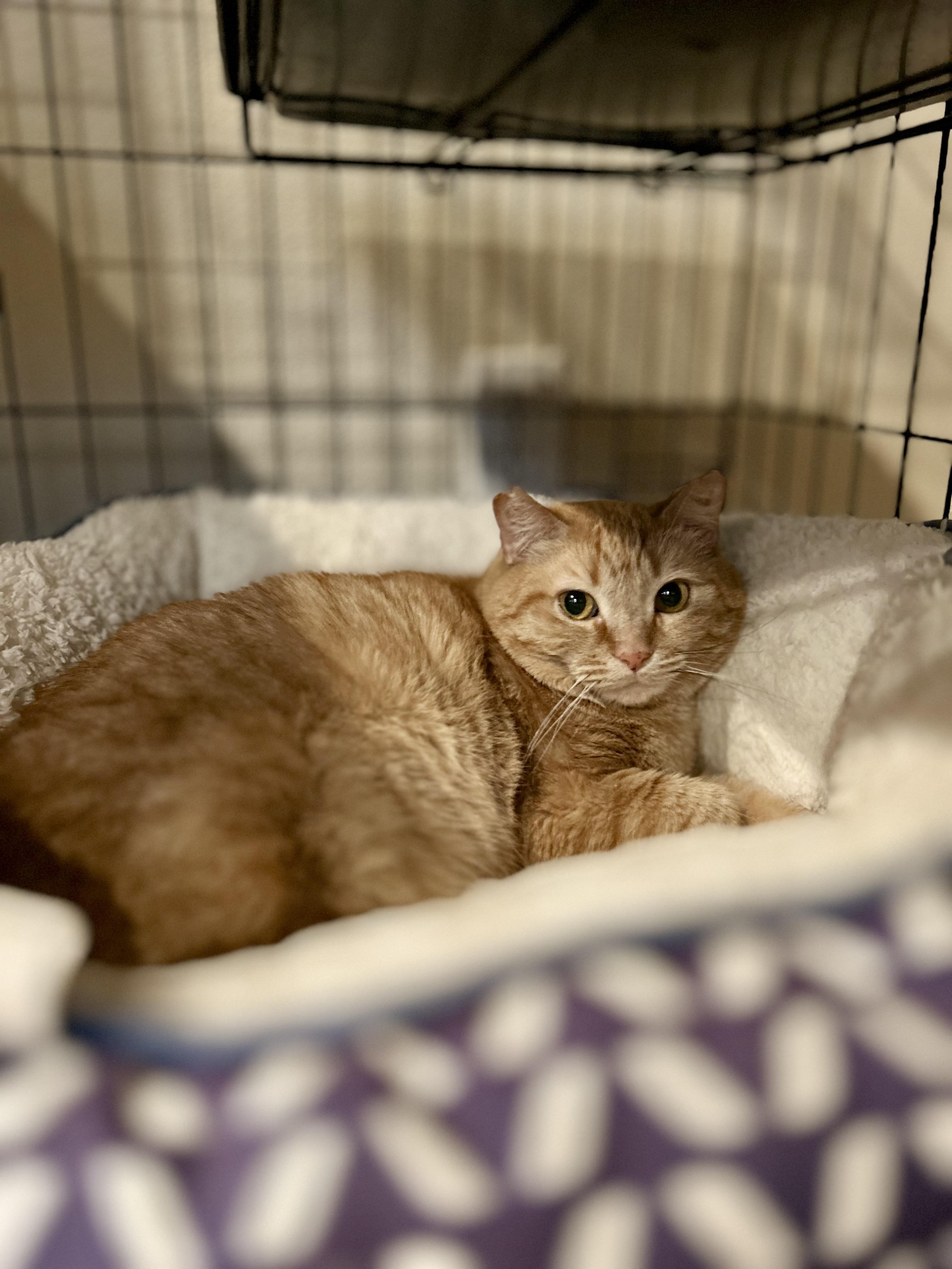 Marisol (garden/barn cat), a ADOPTABLE mixed breed in San Jose, CA image 1/2