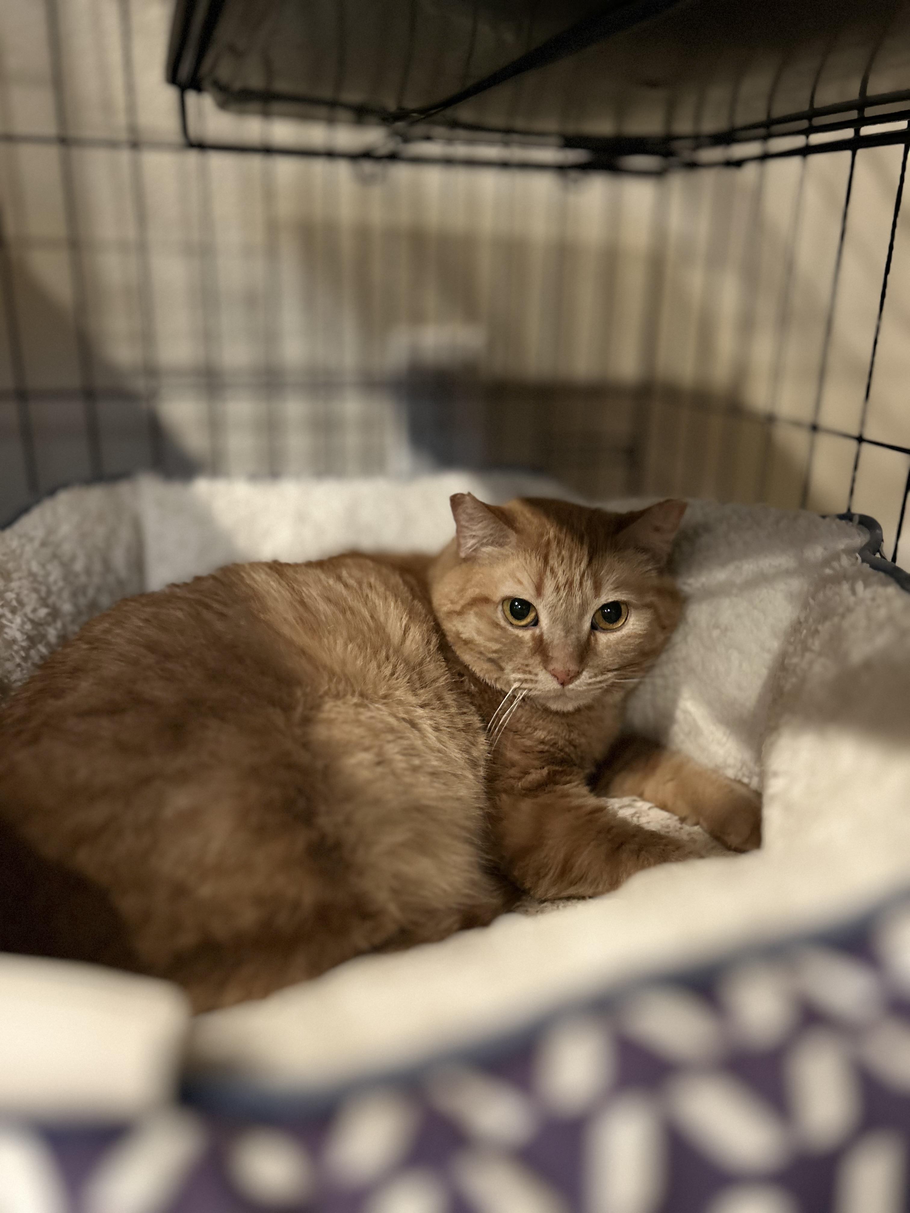 Marisol (garden/barn cat), a ADOPTABLE mixed breed in San Jose, CA image 2/2