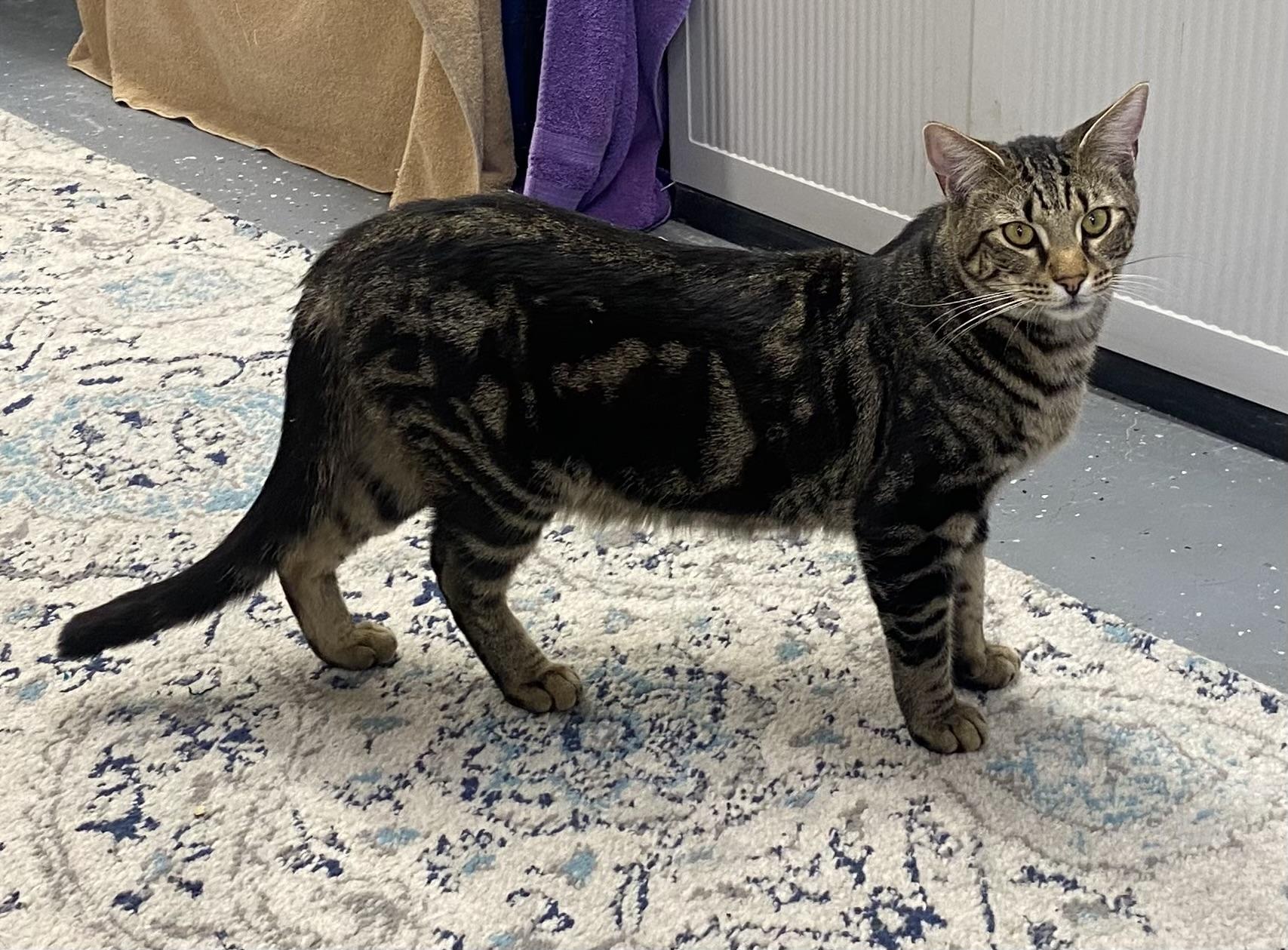 Enlarge Bear, a Adoptable Domestic Short Hair in Wasilla, AK image 3/6