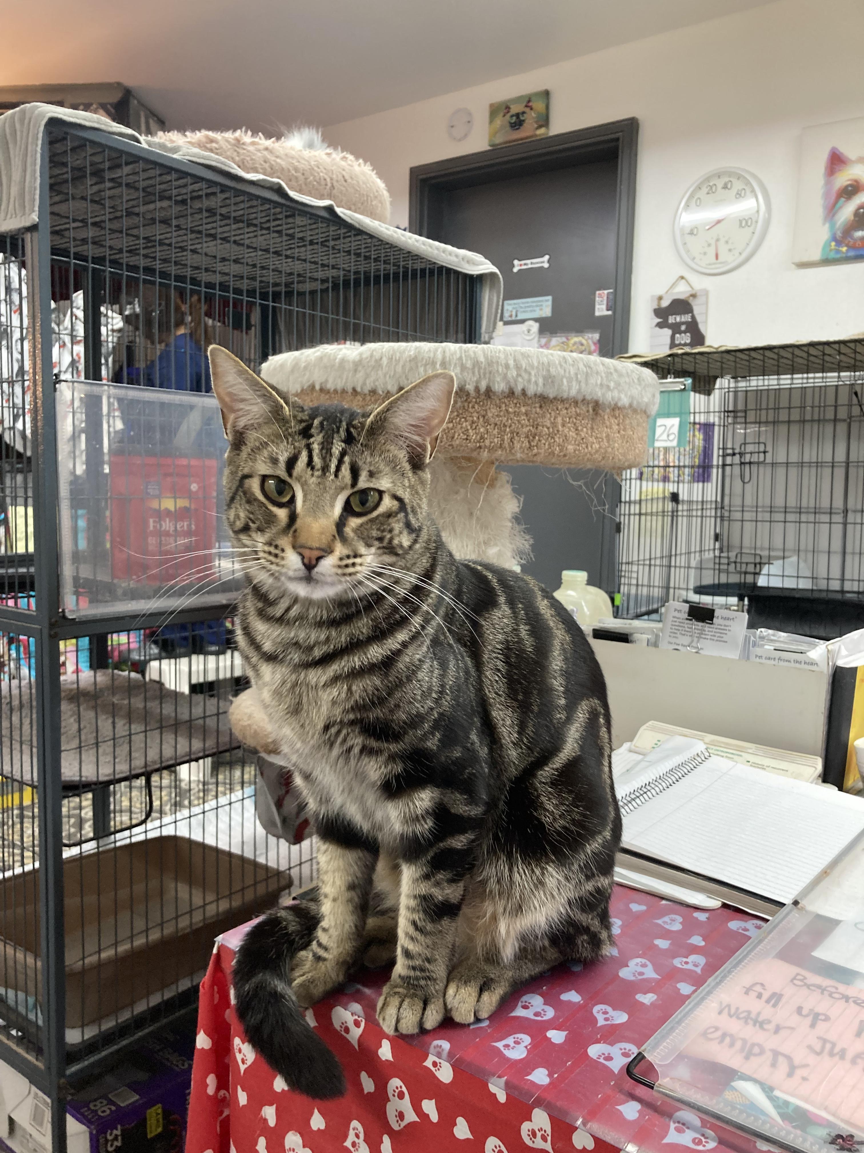 Enlarge Bear, a Adoptable Domestic Short Hair in Wasilla, AK image 4/6