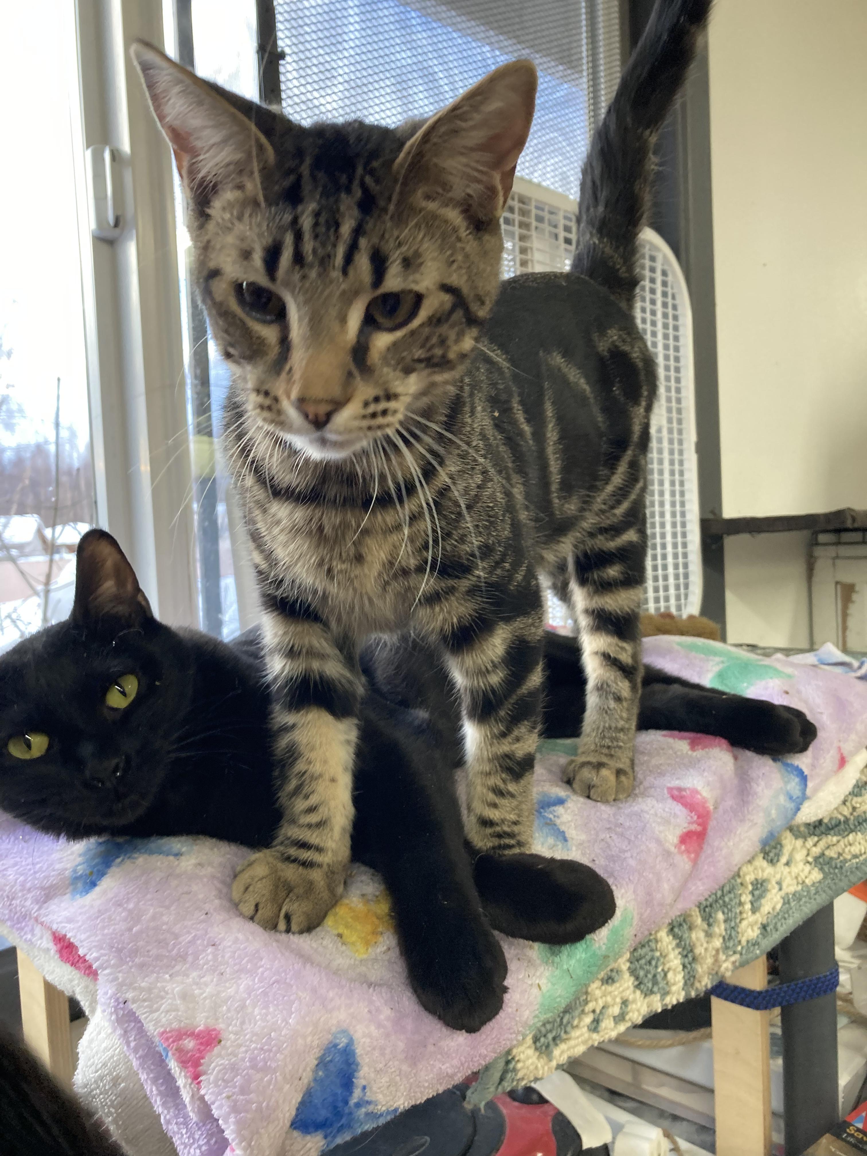 Enlarge Bear, a Adoptable Domestic Short Hair in Wasilla, AK image 5/6