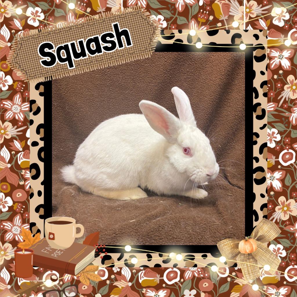 Squash, Adoptable, Baby Female Bunny Rabbit.