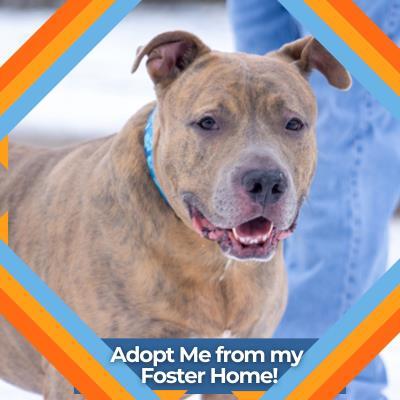 Enlarge Cane, a Adoptable Mixed Breed in Hilliard, OH image 1/3