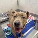 Cane, Adoptable, Adult Male Mixed Breed.