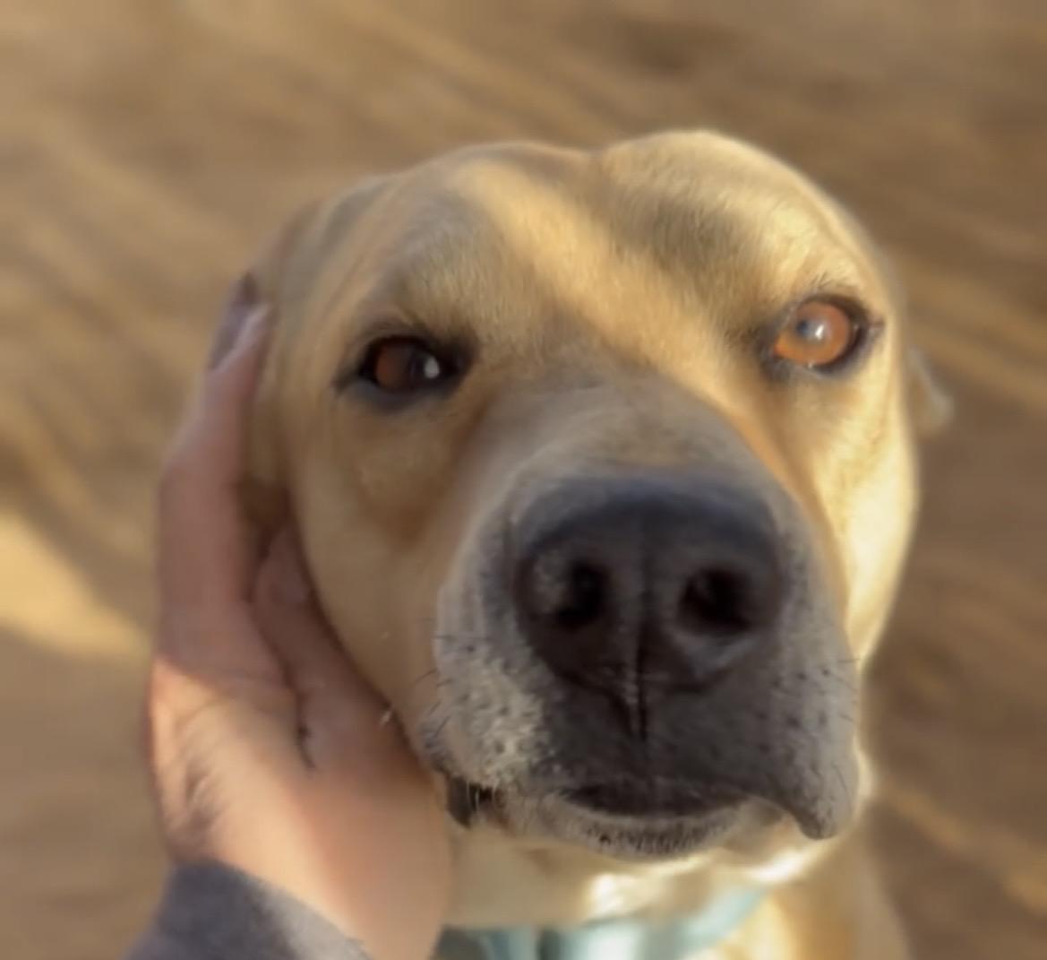 Enlarge Charlie, a Adoptable Pit Bull Terrier in Palm desert, CA image 1/1