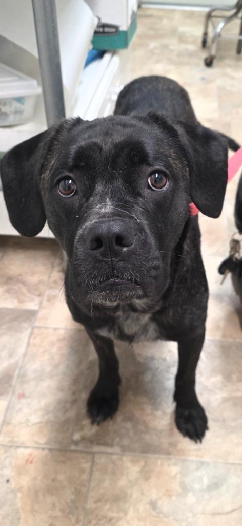 Mystic, Adoptable, Young Female Boxer & Bullmastiff.