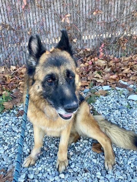 Enlarge ELSA, a Adoptable mixed breed in Sherman Oaks, CA image 2/6