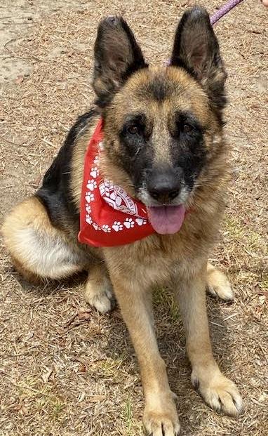 Enlarge ELSA, a Adoptable mixed breed in Sherman Oaks, CA image 3/6