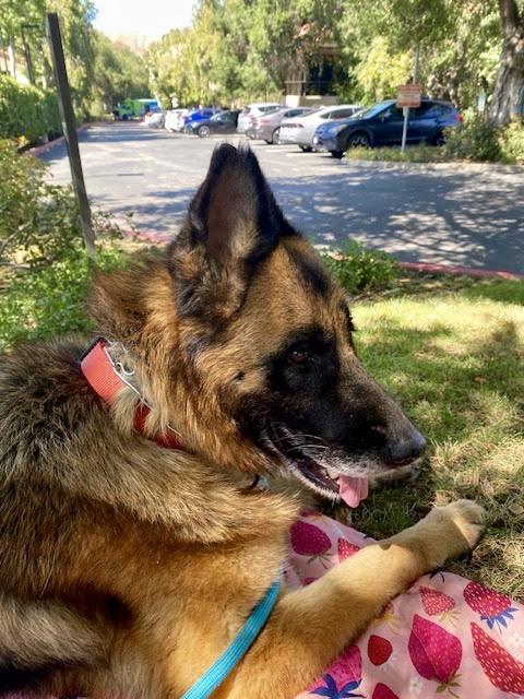 Enlarge ELSA, a Adoptable mixed breed in Sherman Oaks, CA image 5/6
