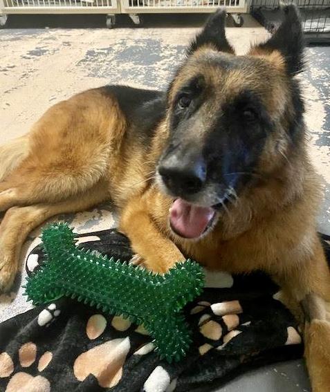 Enlarge ELSA, a Adoptable mixed breed in Sherman Oaks, CA image 4/6