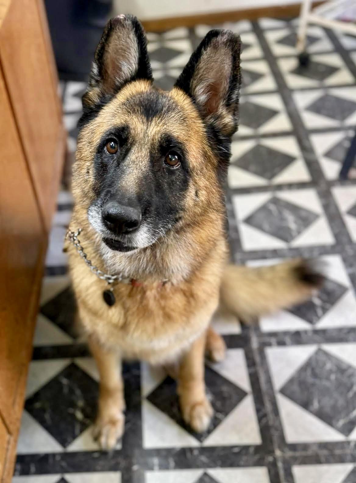 ELSA, Adoptable, Adult Female German Shepherd Dog & Shepherd.