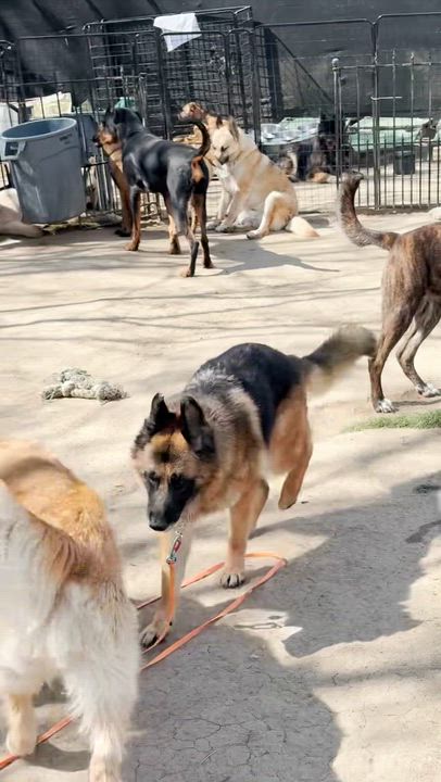 Enlarge ELSA, a Adoptable mixed breed in Sherman Oaks, CA video 6/6