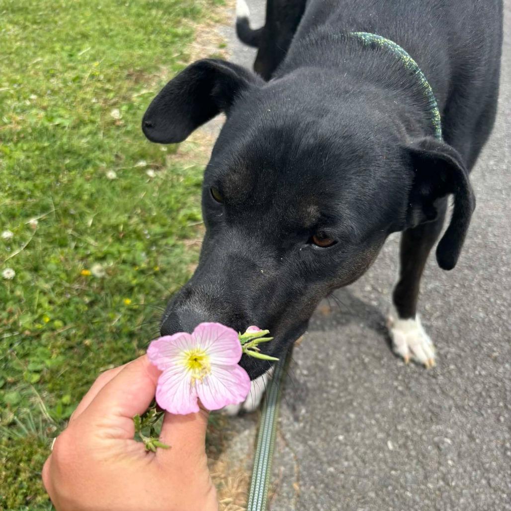 Timothy, Adoptable, Young Male Labrador Retriever & Mixed Breed.