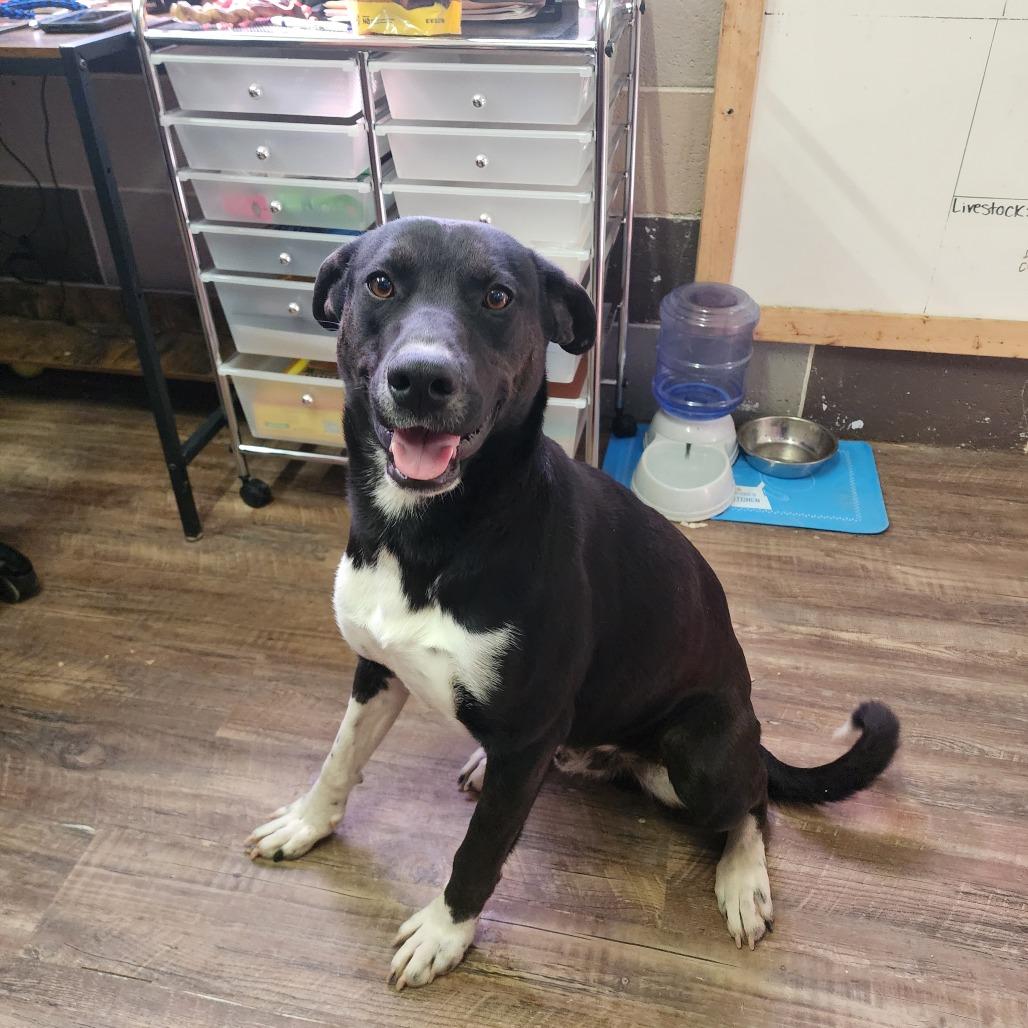 Enlarge Timothy, a Adoptable mixed breed in Evensville, TN image 1/6