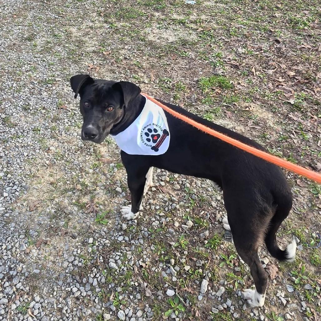 Enlarge Timothy, a Adoptable mixed breed in Evensville, TN image 1/6