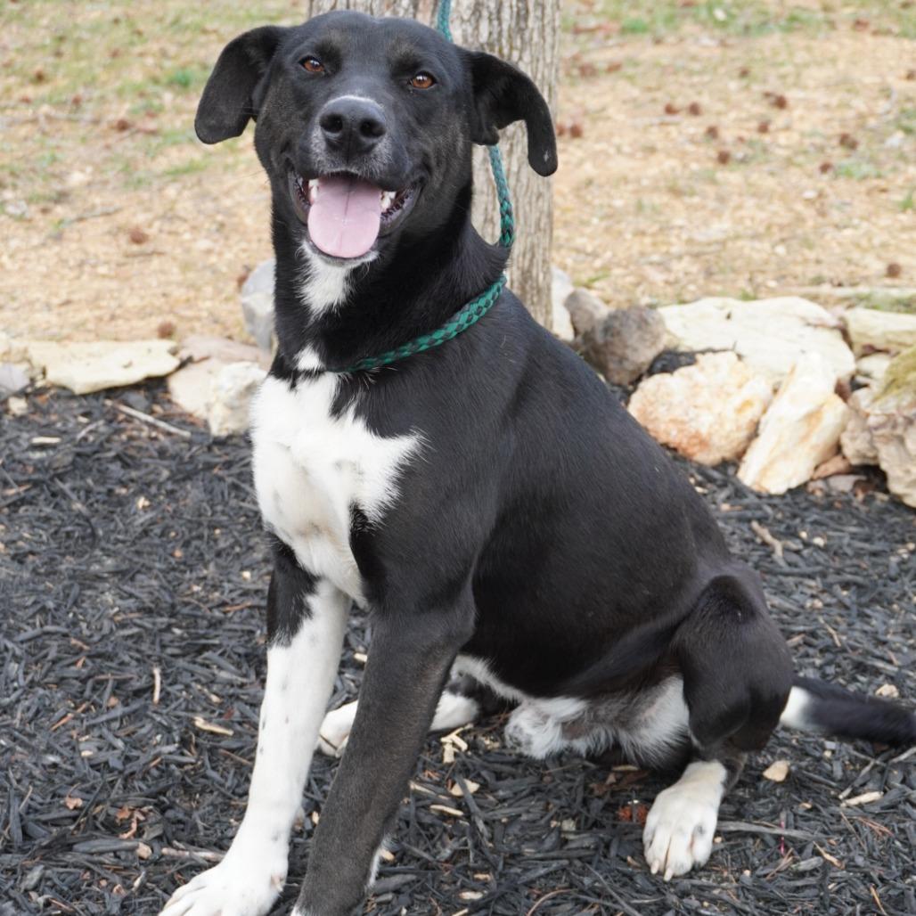 Enlarge Timothy, a Adoptable mixed breed in Evensville, TN image 2/6