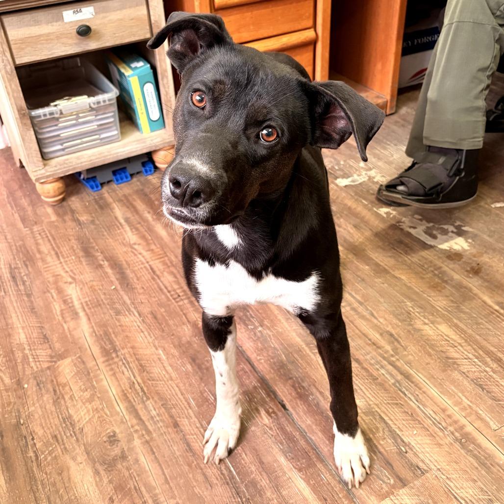 Enlarge Timothy, a Adoptable mixed breed in Evensville, TN image 3/6