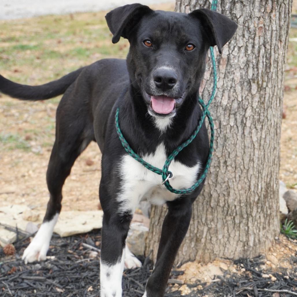 Enlarge Timothy, a Adoptable mixed breed in Evensville, TN image 4/6