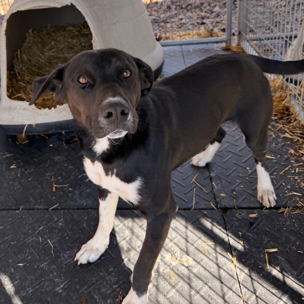 Enlarge Timothy, a Adoptable mixed breed in Evensville, TN image 5/6