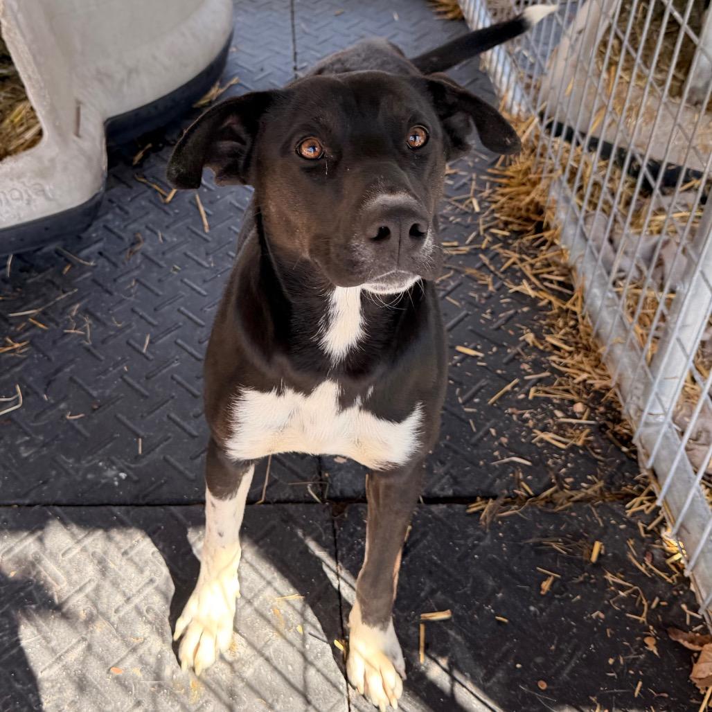 Enlarge Timothy, a Adoptable mixed breed in Evensville, TN image 6/6